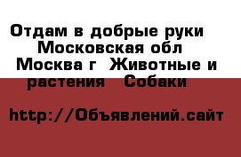 Отдам в добрые руки  - Московская обл., Москва г. Животные и растения » Собаки   